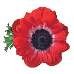 ANEMONE