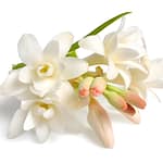 TUBEROSE