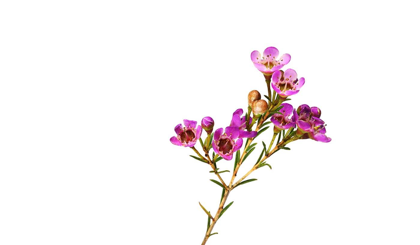 WACHSBLUME