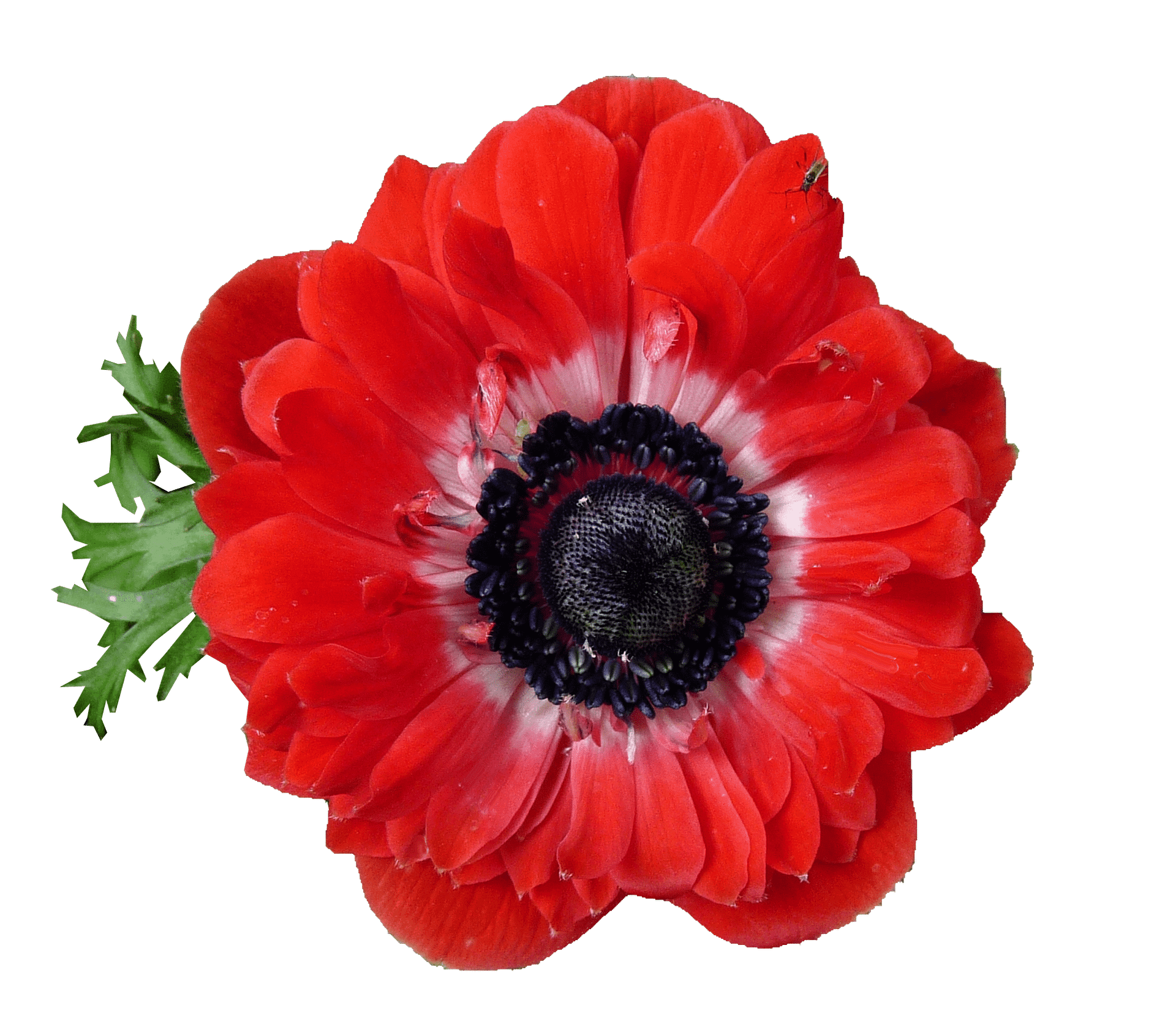 ANEMONE