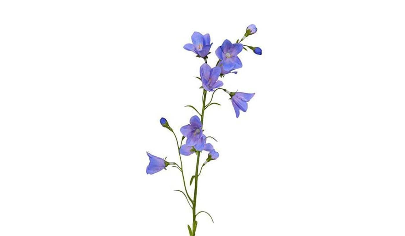 Glockenblumen
