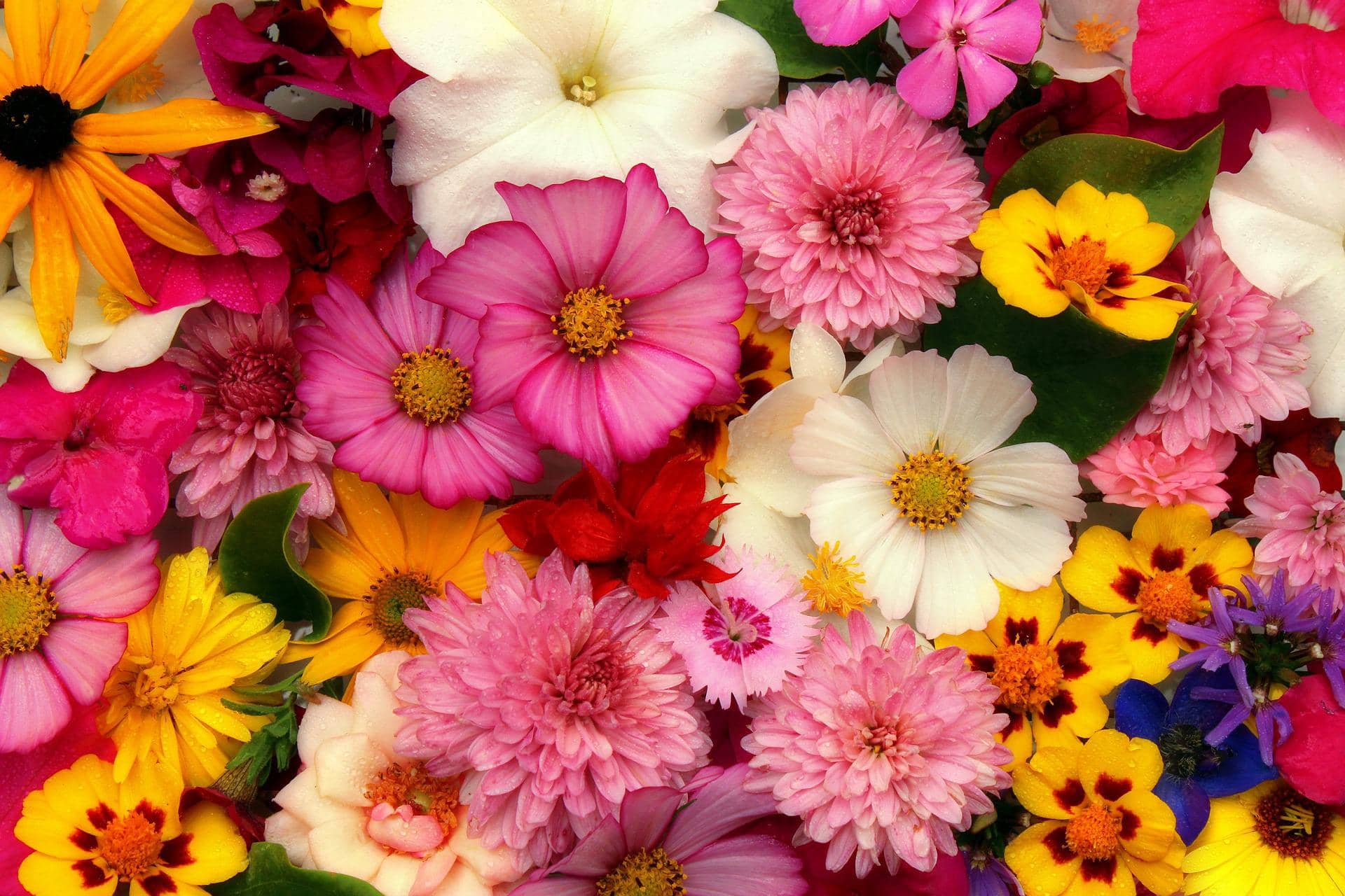 Gabellini – Blumen und Pflanzen