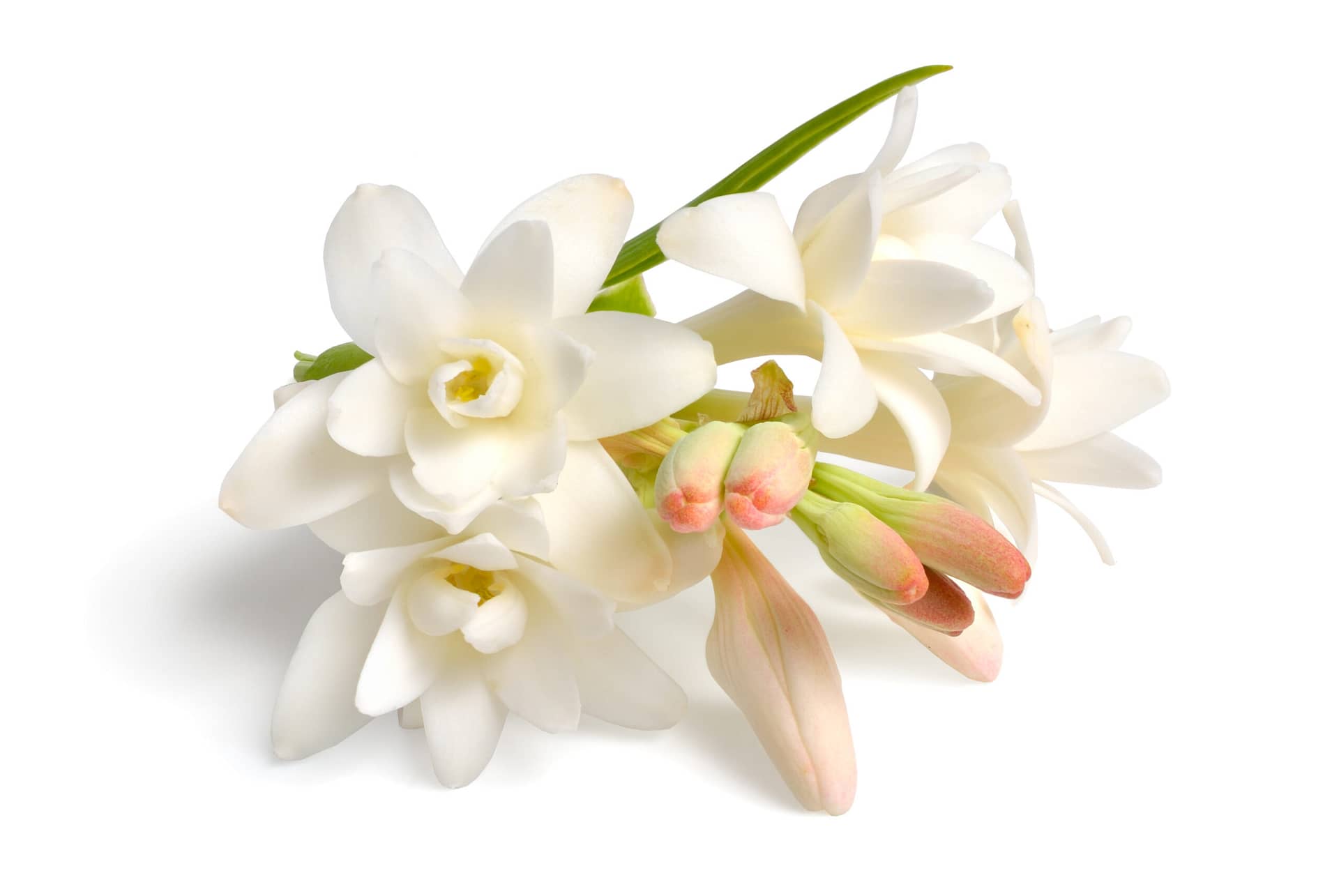 TUBEROSE